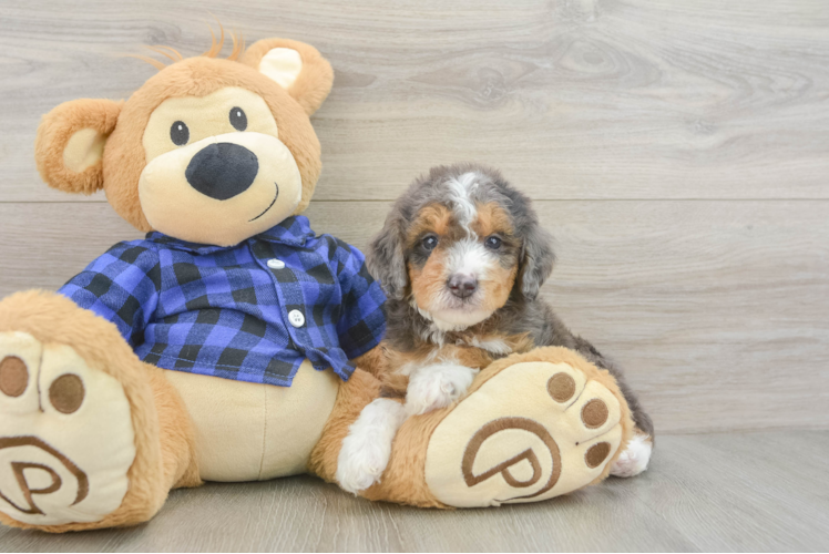 Mini Goldendoodle Puppy for Adoption