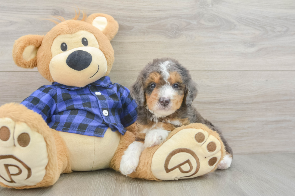 5 week old Mini Goldendoodle Puppy For Sale - Lone Star Pups