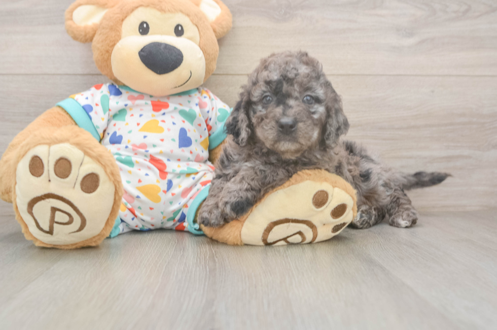 7 week old Mini Goldendoodle Puppy For Sale - Lone Star Pups