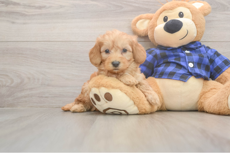 Mini Goldendoodle Pup Being Cute