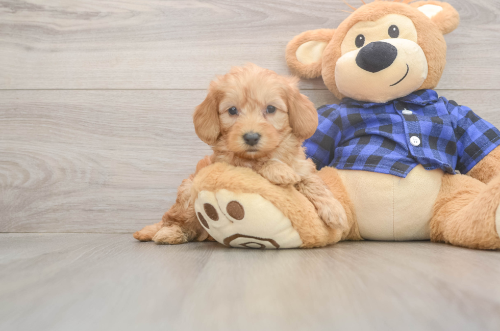 7 week old Mini Goldendoodle Puppy For Sale - Lone Star Pups