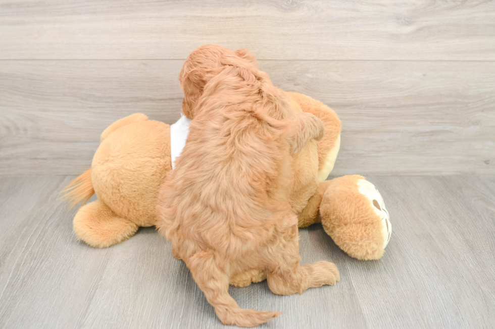 Friendly Mini Goldendoodle Baby