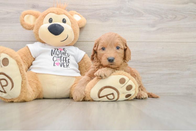 Mini Goldendoodle Puppy for Adoption