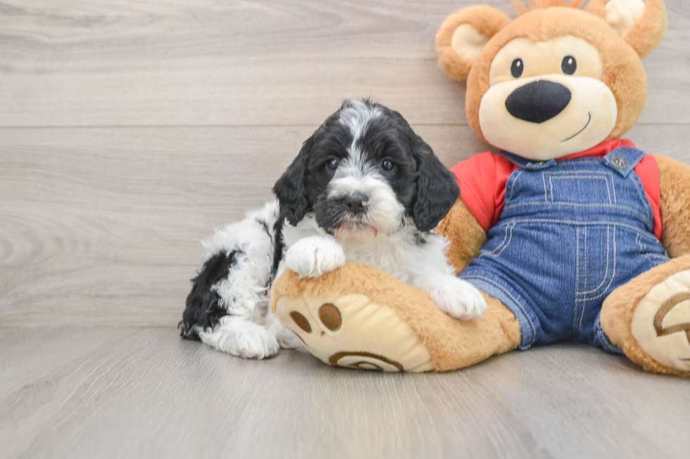 Sweet Mini Goldendoodle Baby