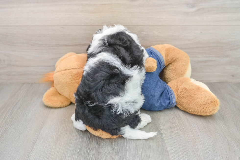 Mini Goldendoodle Puppy for Adoption