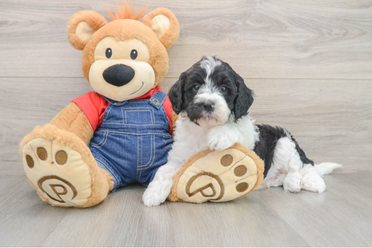 Fluffy Mini Goldendoodle Poodle Mix Pup