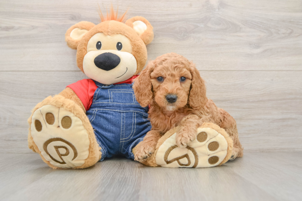 Mini Goldendoodle Pup Being Cute