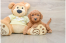 Best Mini Goldendoodle Baby