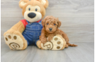 Funny Mini Goldendoodle Poodle Mix Pup