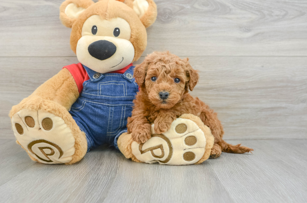 6 week old Mini Goldendoodle Puppy For Sale - Lone Star Pups