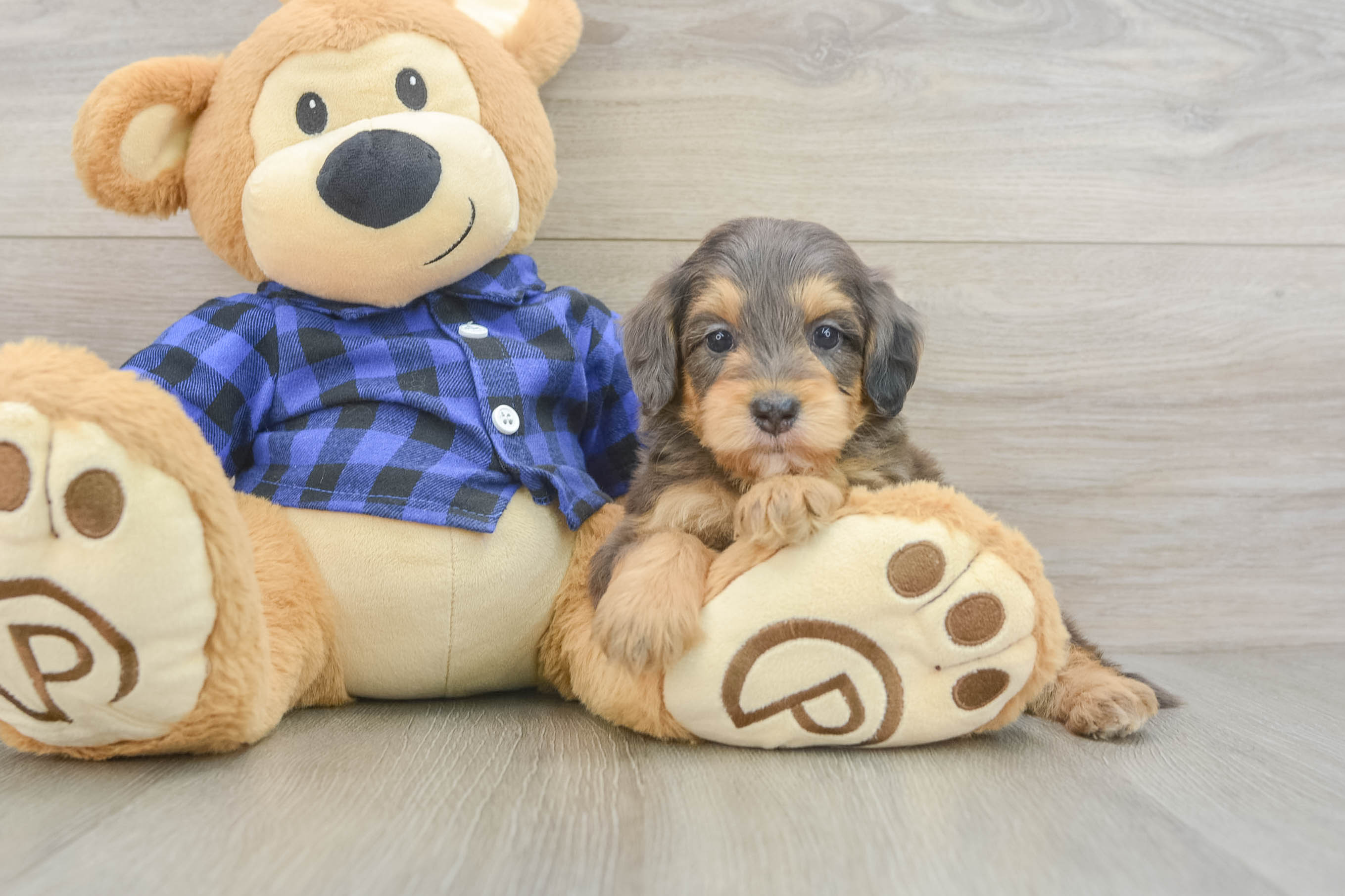 Hypoallergenic Mini Goldiepoo Poodle Mix Puppy