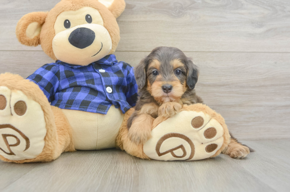 5 week old Mini Goldendoodle Puppy For Sale - Lone Star Pups