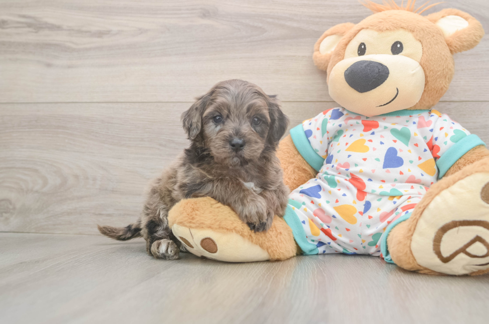 7 week old Mini Goldendoodle Puppy For Sale - Lone Star Pups