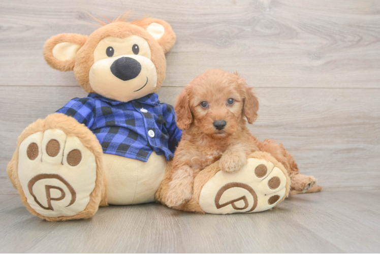 Popular Mini Goldendoodle Poodle Mix Pup