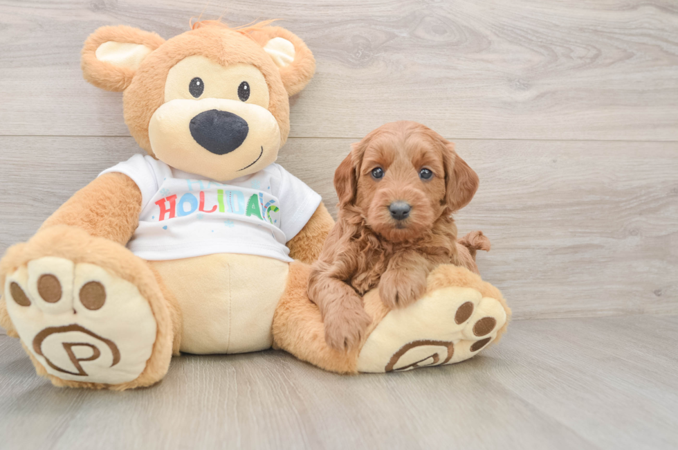 5 week old Mini Goldendoodle Puppy For Sale - Lone Star Pups