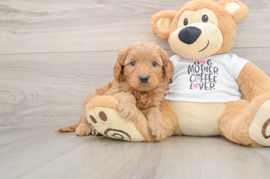 Best Mini Goldendoodle Baby