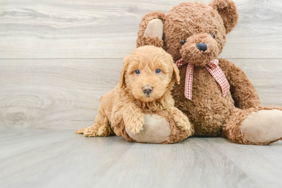 Little Mini Goldenpoo Poodle Mix Puppy