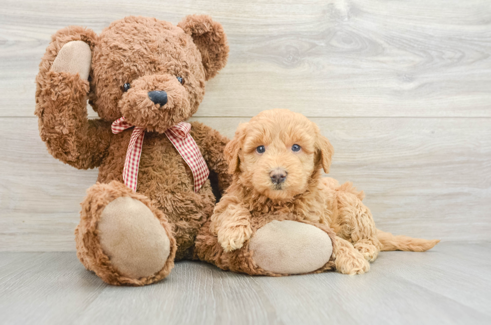 6 week old Mini Goldendoodle Puppy For Sale - Lone Star Pups