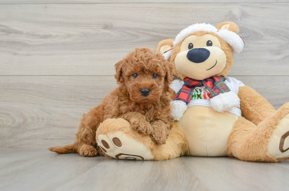 5 week old Mini Goldendoodle Puppy For Sale - Lone Star Pups