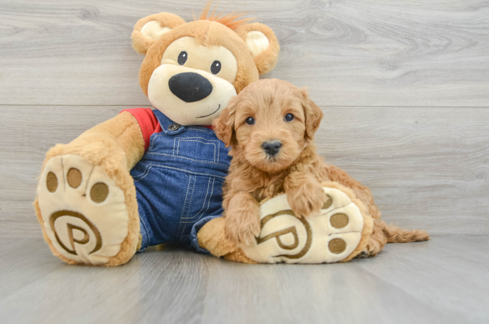 6 week old Mini Goldendoodle Puppy For Sale - Lone Star Pups