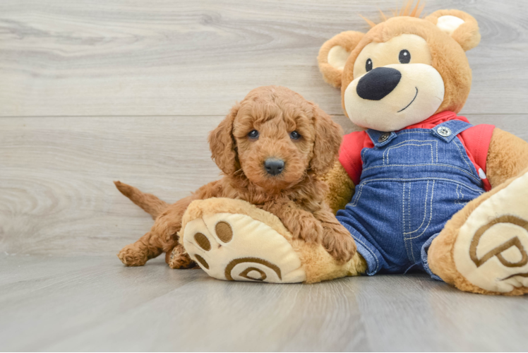 Mini Goldendoodle Puppy for Adoption