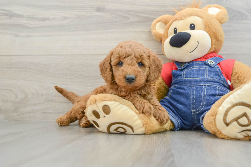 Meet Mumford - our Mini Goldendoodle Puppy Photo 1/3 - Lone Star Pups