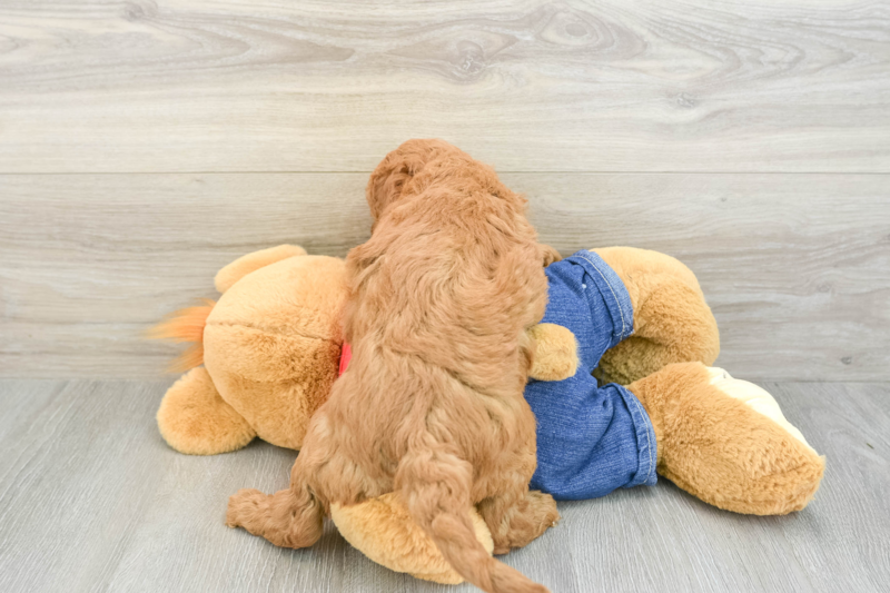 Meet Mumford - our Mini Goldendoodle Puppy Photo 2/3 - Lone Star Pups