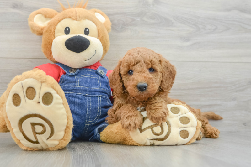 Meet Mumford - our Mini Goldendoodle Puppy Photo 3/3 - Lone Star Pups