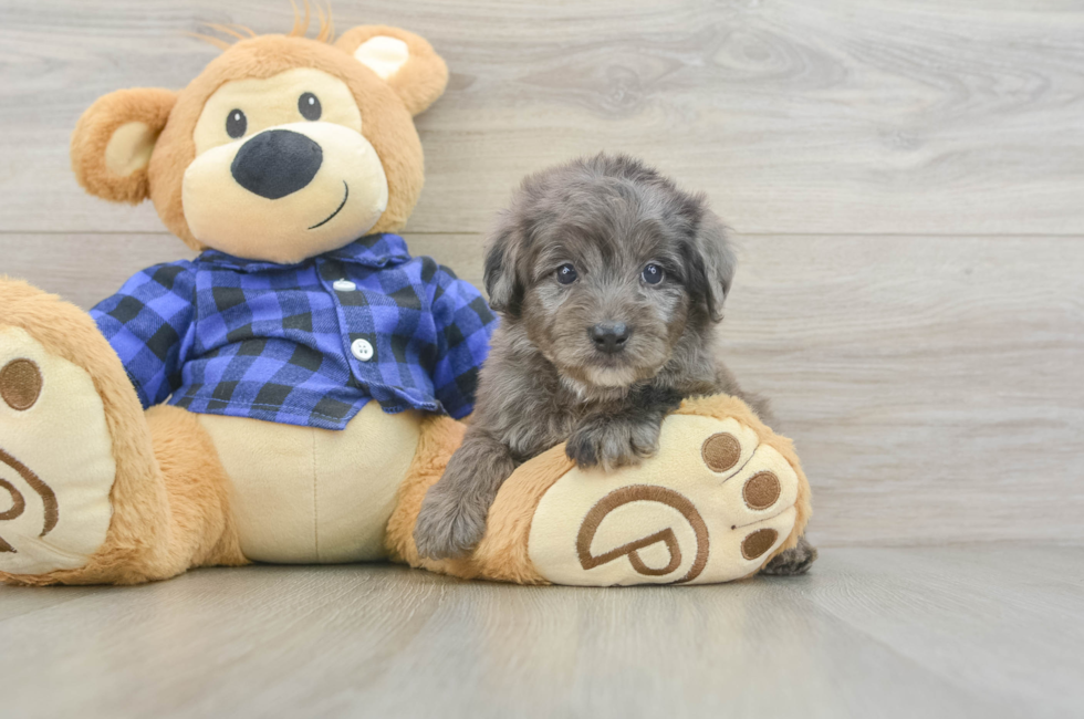 5 week old Mini Goldendoodle Puppy For Sale - Lone Star Pups