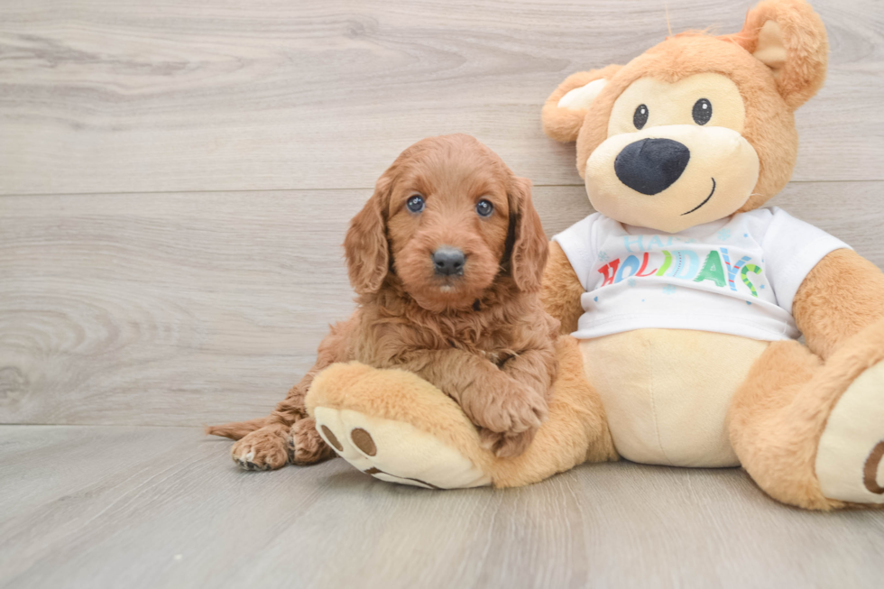 Best Mini Goldendoodle Baby
