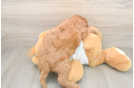 Friendly Mini Goldendoodle Baby