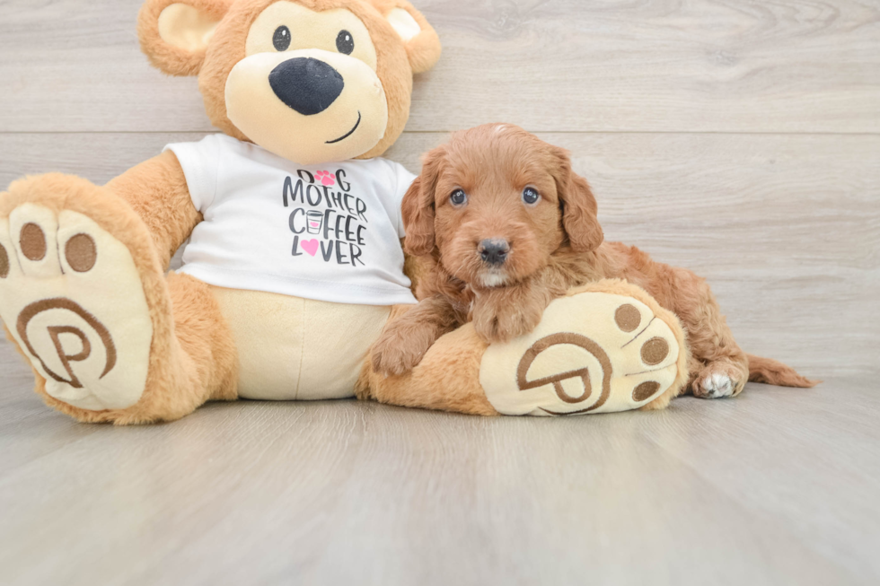 Adorable Golden Retriever Poodle Mix Poodle Mix Puppy