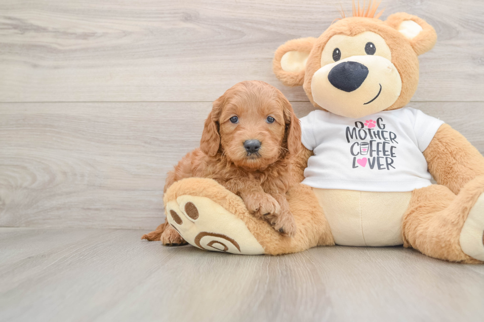 Fluffy Mini Goldendoodle Poodle Mix Pup