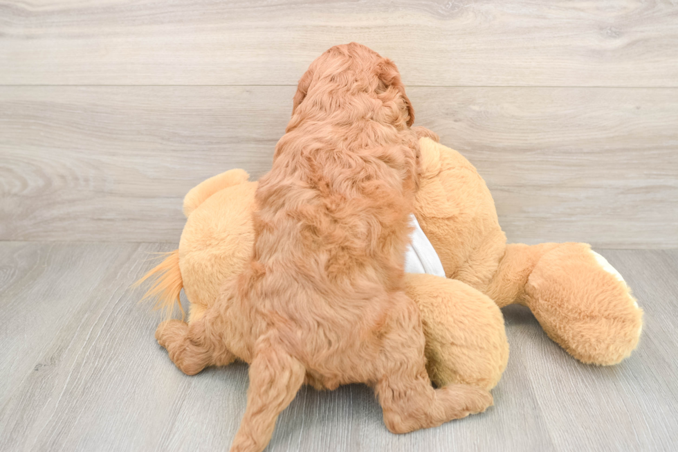 Popular Mini Goldendoodle Poodle Mix Pup