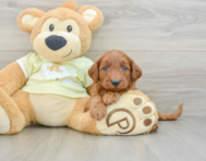 8 week old Mini Goldendoodle Puppy For Sale - Lone Star Pups