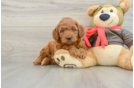 Mini Goldendoodle Puppy for Adoption