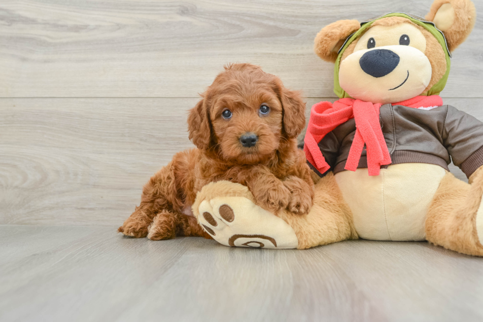 Mini Goldendoodle Puppy for Adoption