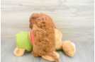 Energetic Golden Doodle Poodle Mix Puppy