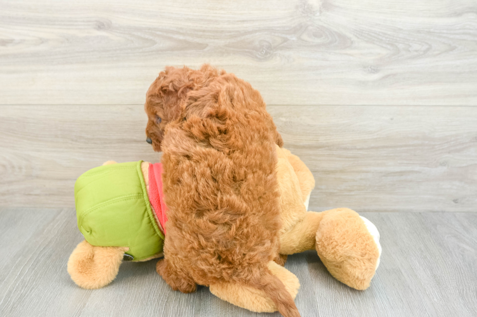 Energetic Golden Doodle Poodle Mix Puppy