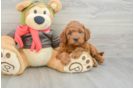 Sweet Mini Goldendoodle Baby