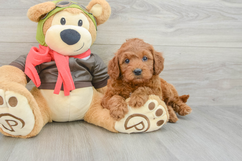 Sweet Mini Goldendoodle Baby