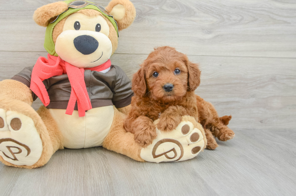 5 week old Mini Goldendoodle Puppy For Sale - Lone Star Pups