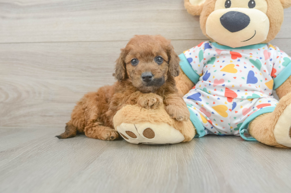 6 week old Mini Goldendoodle Puppy For Sale - Lone Star Pups