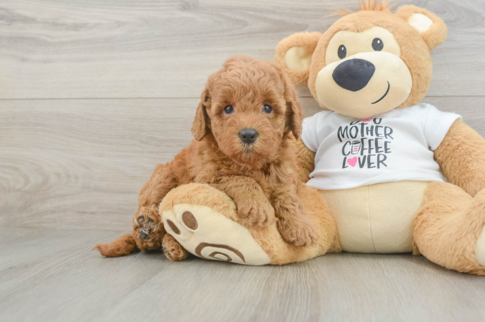 5 week old Mini Goldendoodle Puppy For Sale - Lone Star Pups