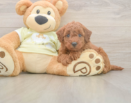 8 week old Mini Goldendoodle Puppy For Sale - Lone Star Pups
