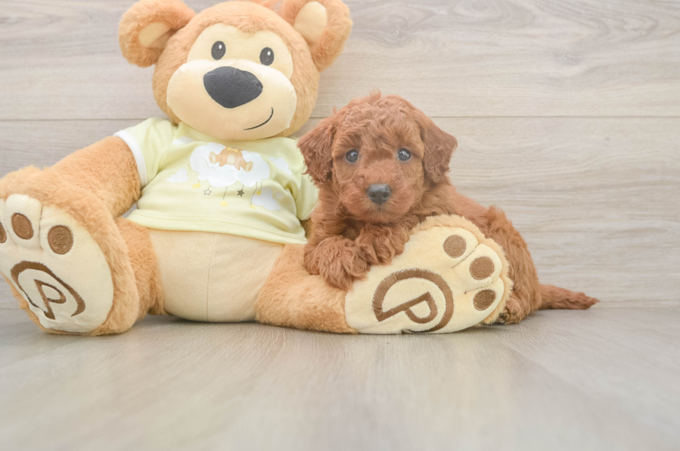 6 week old Mini Goldendoodle Puppy For Sale - Lone Star Pups