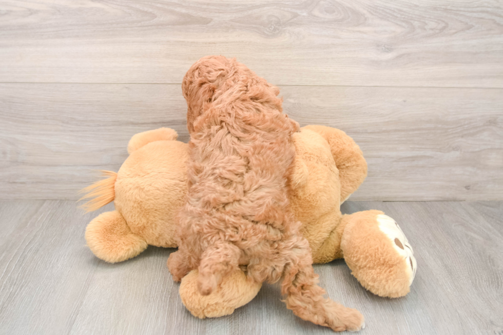 Mini Goldendoodle Pup Being Cute