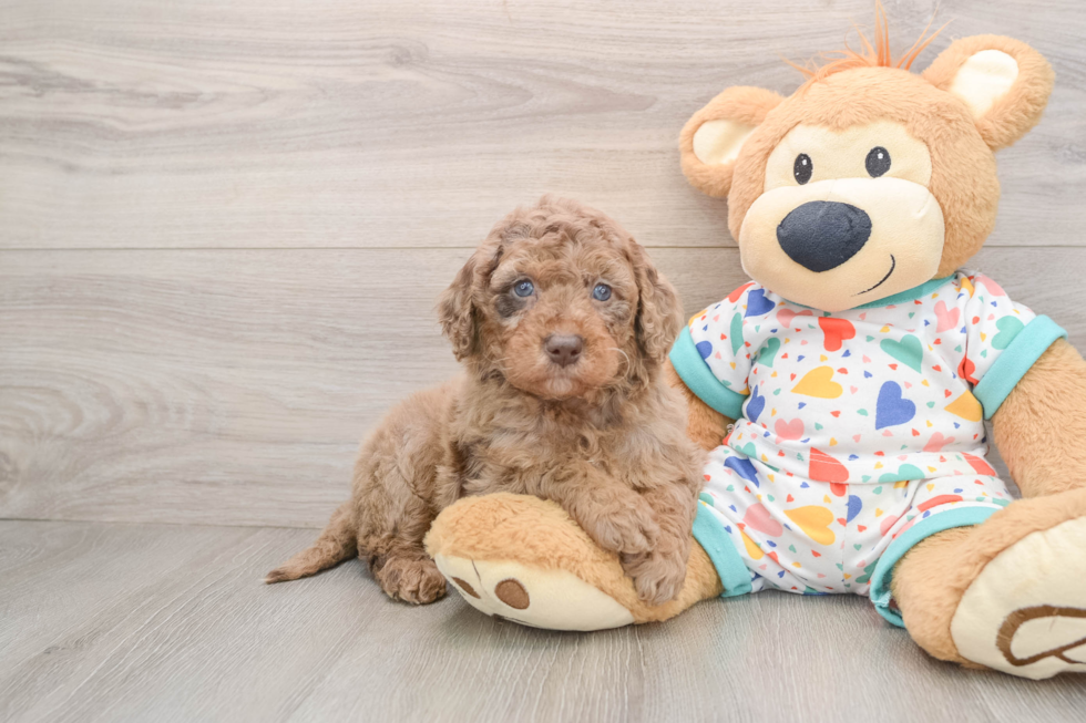 Mini Goldendoodle Pup Being Cute