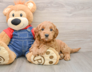 6 week old Mini Goldendoodle Puppy For Sale - Lone Star Pups