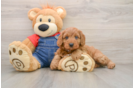 Mini Goldendoodle Pup Being Cute